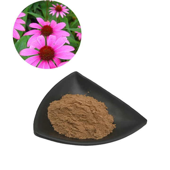 echinacea extract powder supplier