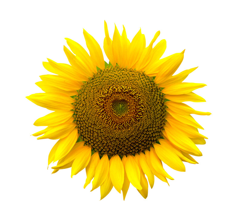  Sunflower Lecithin Powder