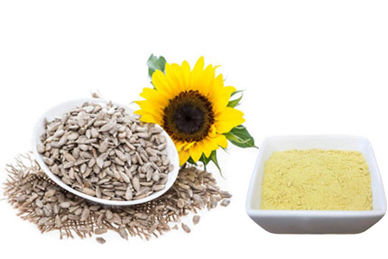 sunflower lecithin of the efficacy – Herb Extracts Supplier of Global