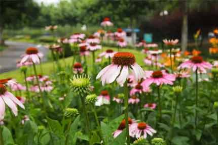 Echinacea Extract of Efficacy