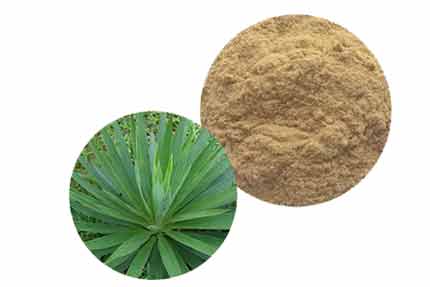 Yucca Extract Functional