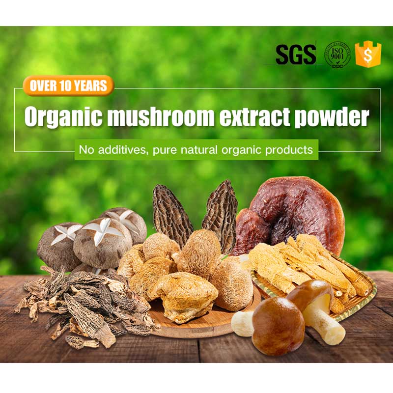Organic mushroom extract blend powder