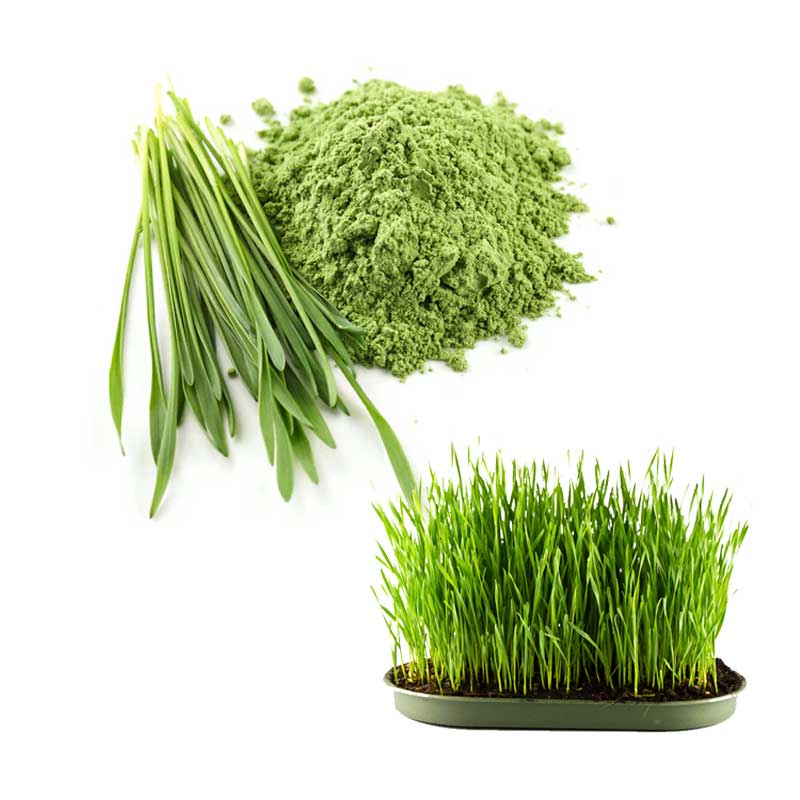 Organic Barley Grass（Juice）Powder