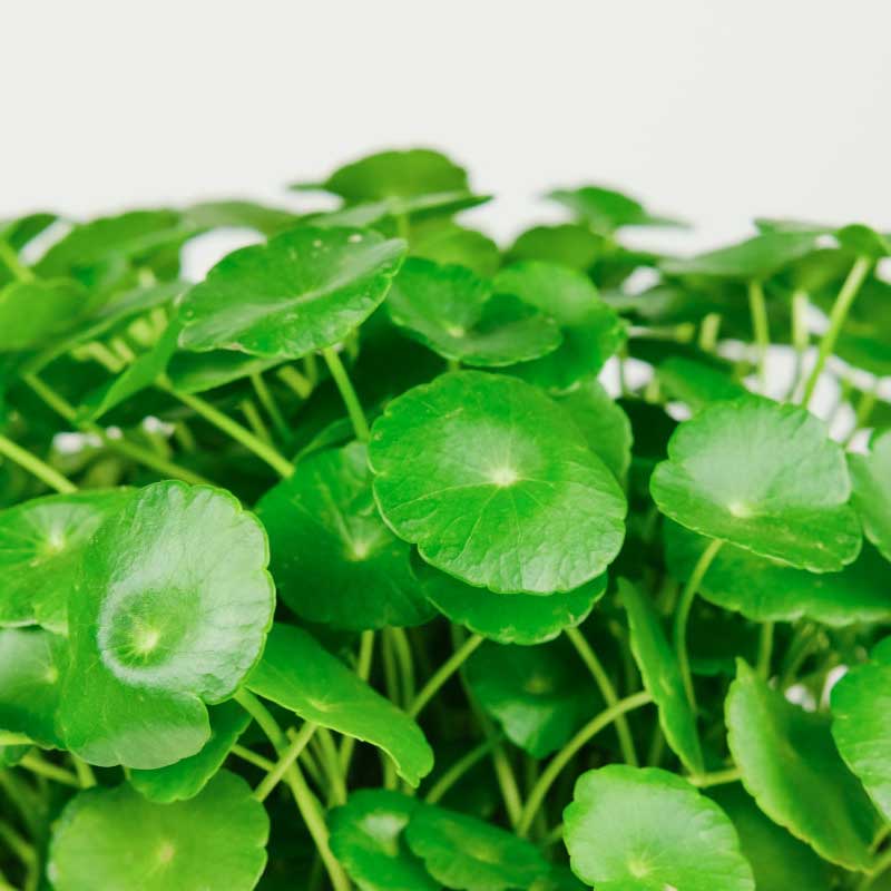  Centella Asiatica Extract/Gotu Kola Extract