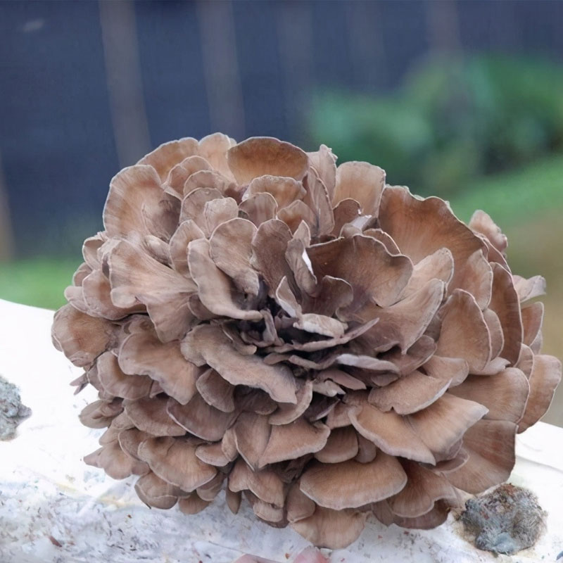 Organic Maitake Extract